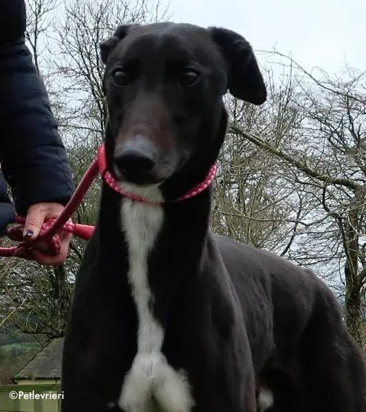 kyle adozione levrieri greyhound 2