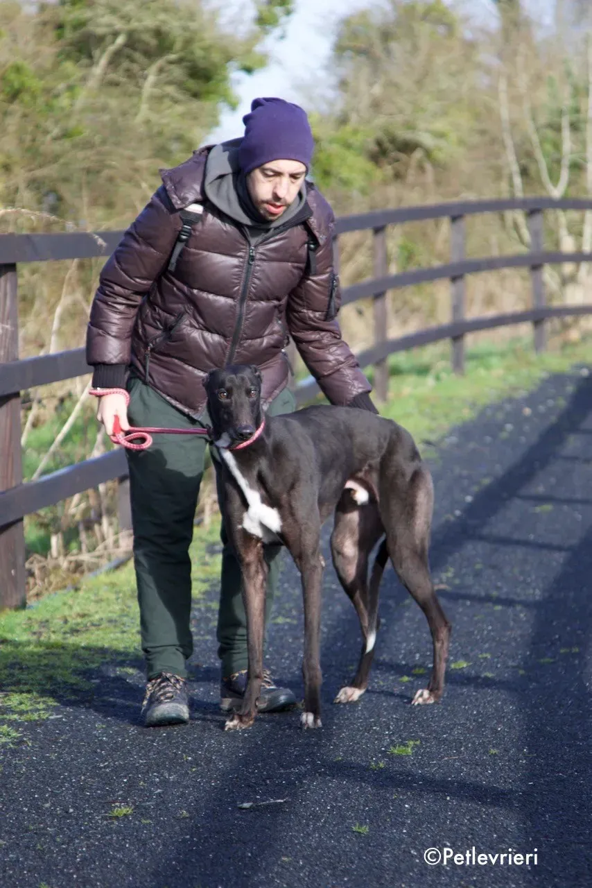 kyle adozione levrieri greyhound 20