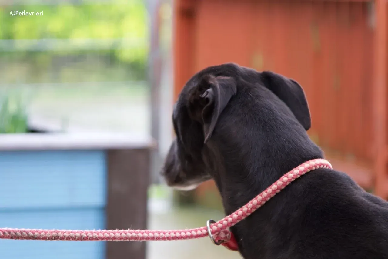 kyle adozione levrieri greyhound 3 1