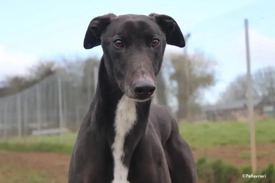 kyle adozione levrieri greyhound 3 2