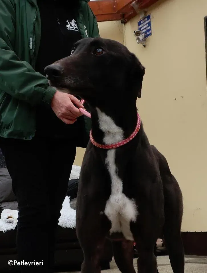 kyle adozione levrieri greyhound 3