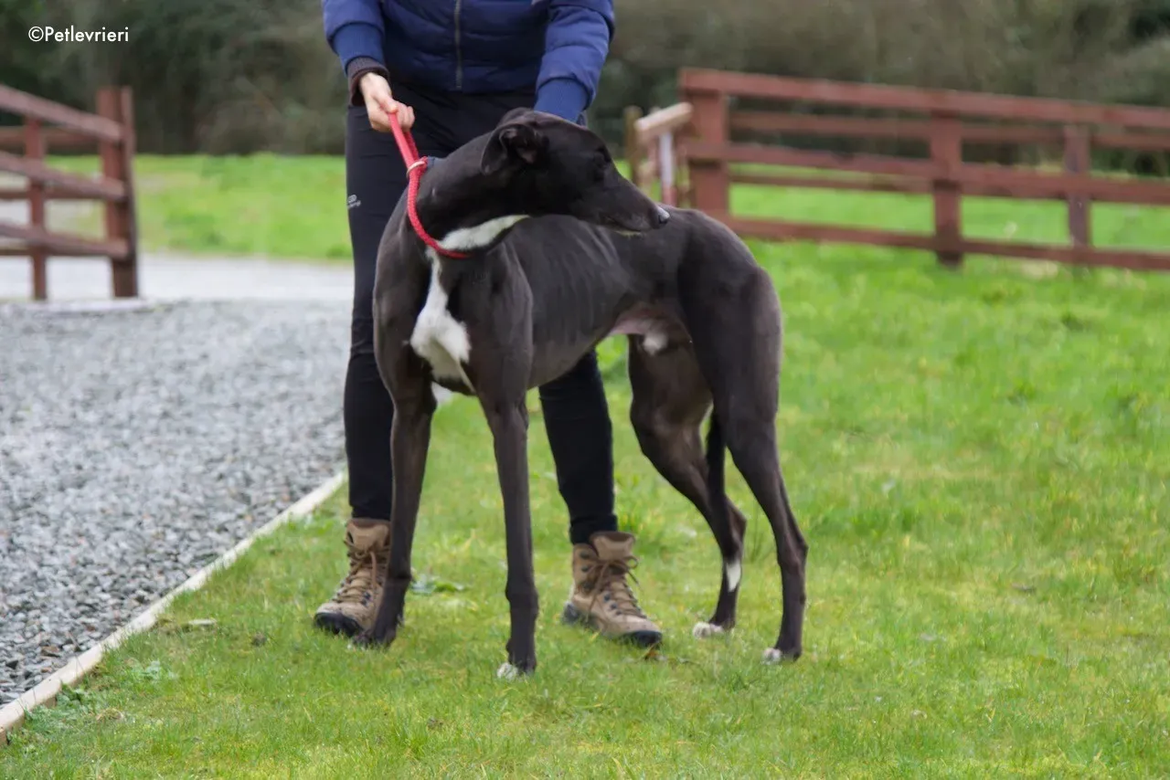 kyle adozione levrieri greyhound 4 1