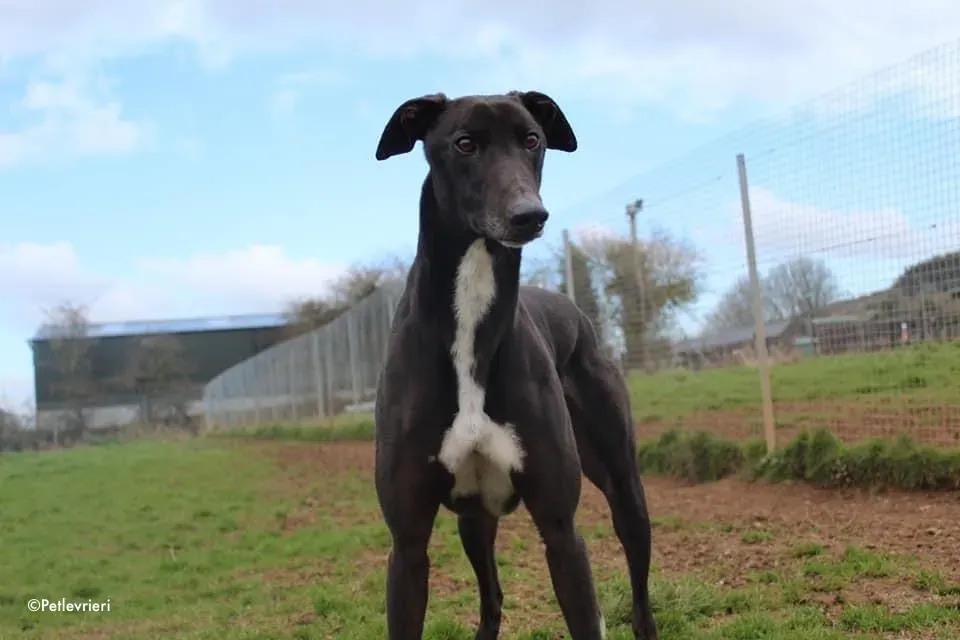 kyle adozione levrieri greyhound 4 2