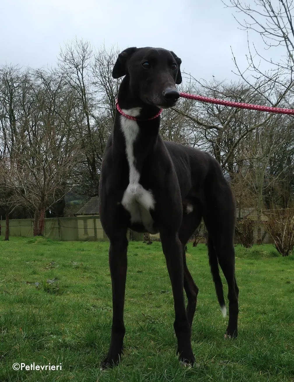 kyle adozione levrieri greyhound 4