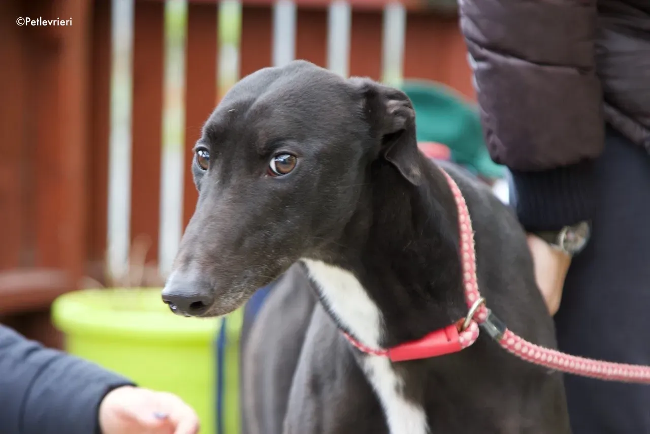 kyle adozione levrieri greyhound 5 1