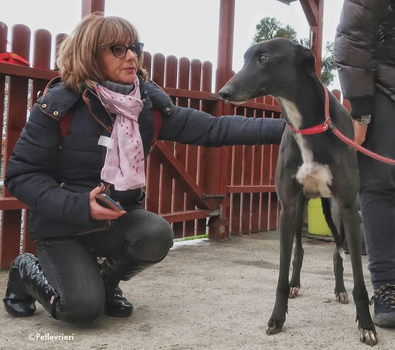 kyle adozione levrieri greyhound 5