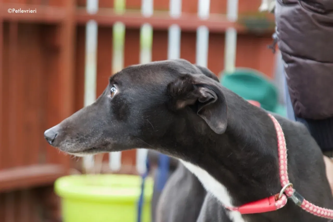 kyle adozione levrieri greyhound 6 1