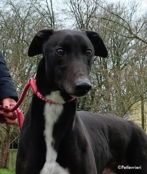 kyle adozione levrieri greyhound 6