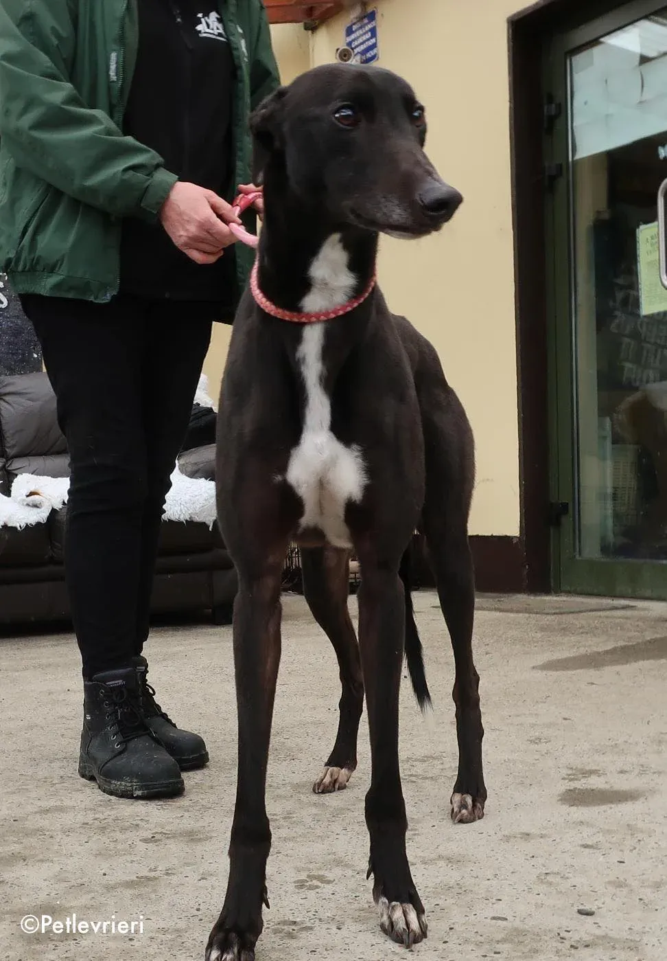 kyle adozione levrieri greyhound 7