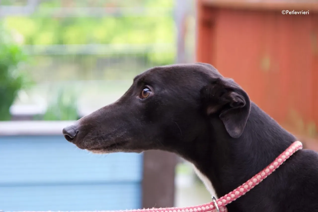 kyle adozione levrieri greyhound 8 2