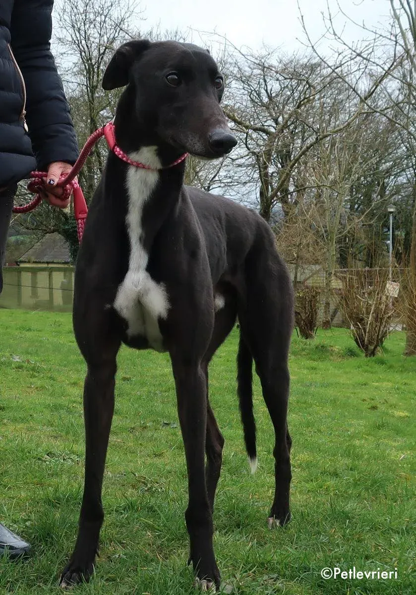 kyle adozione levrieri greyhound 8