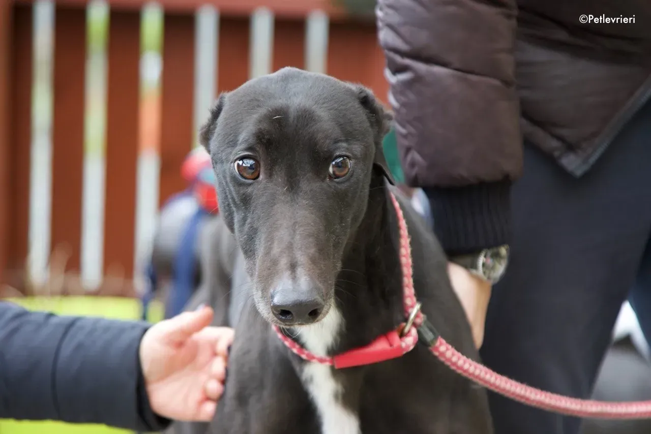 kyle adozione levrieri greyhound 9 1