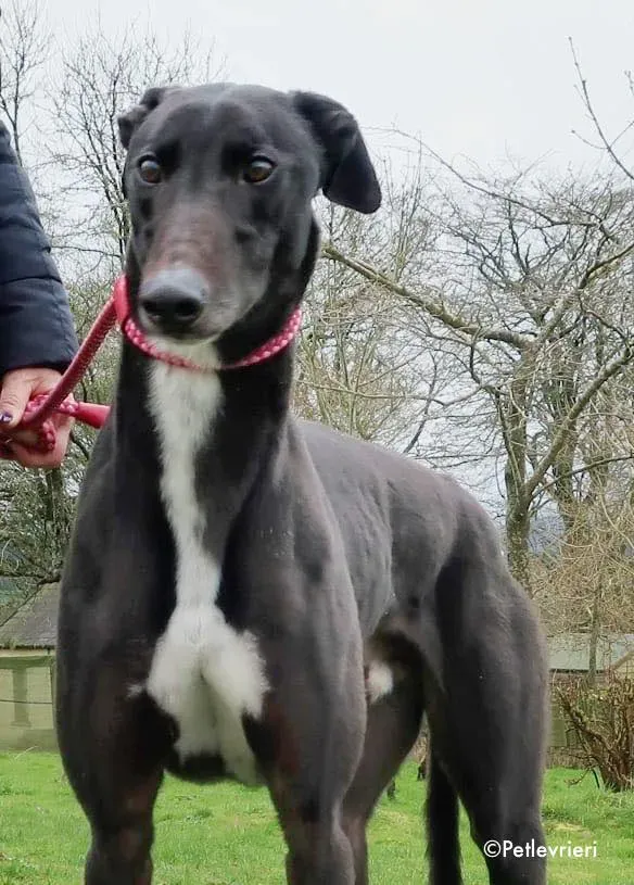 kyle adozione levrieri greyhound 9