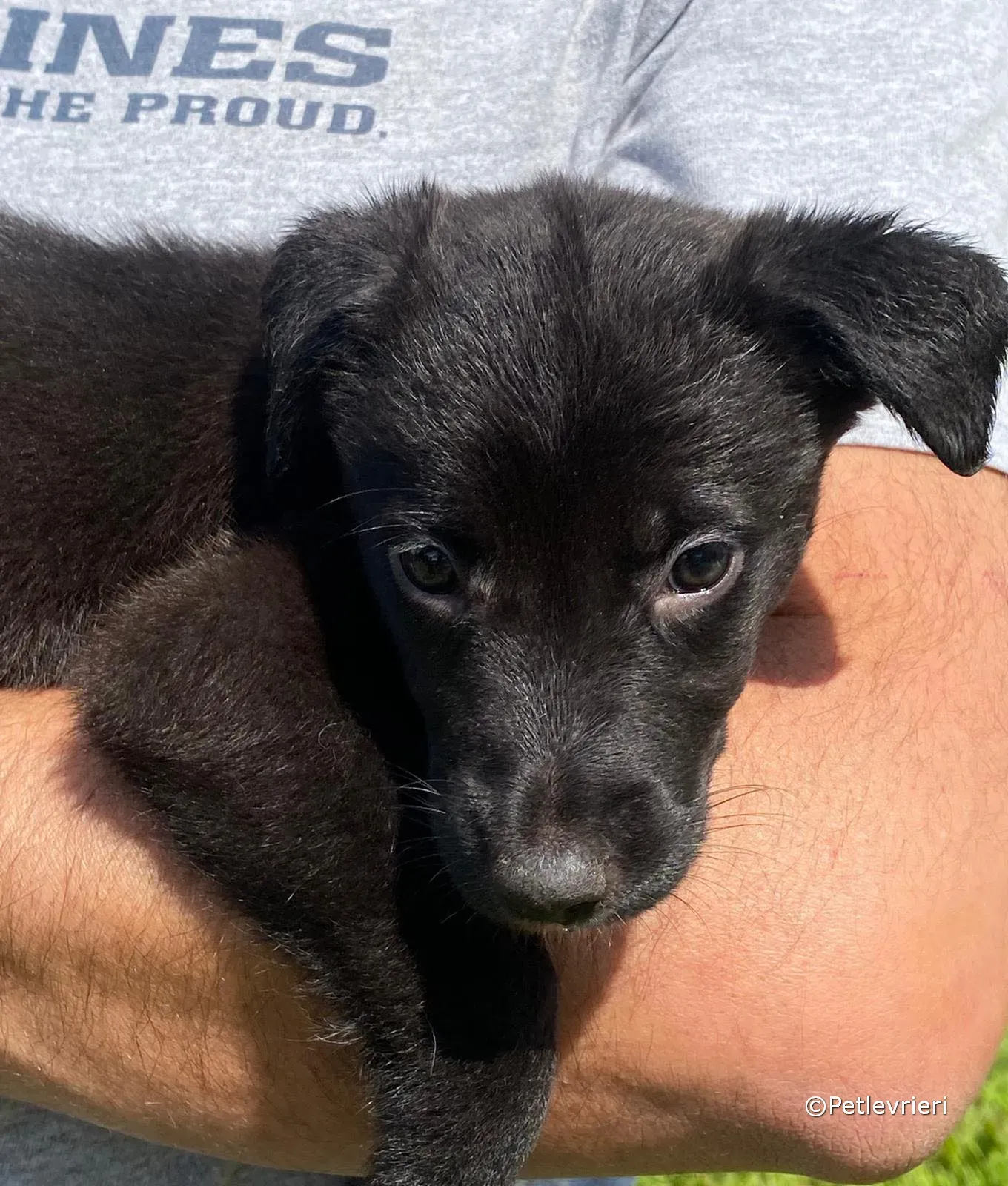 kylie adozione greyhound petlevrieri 01