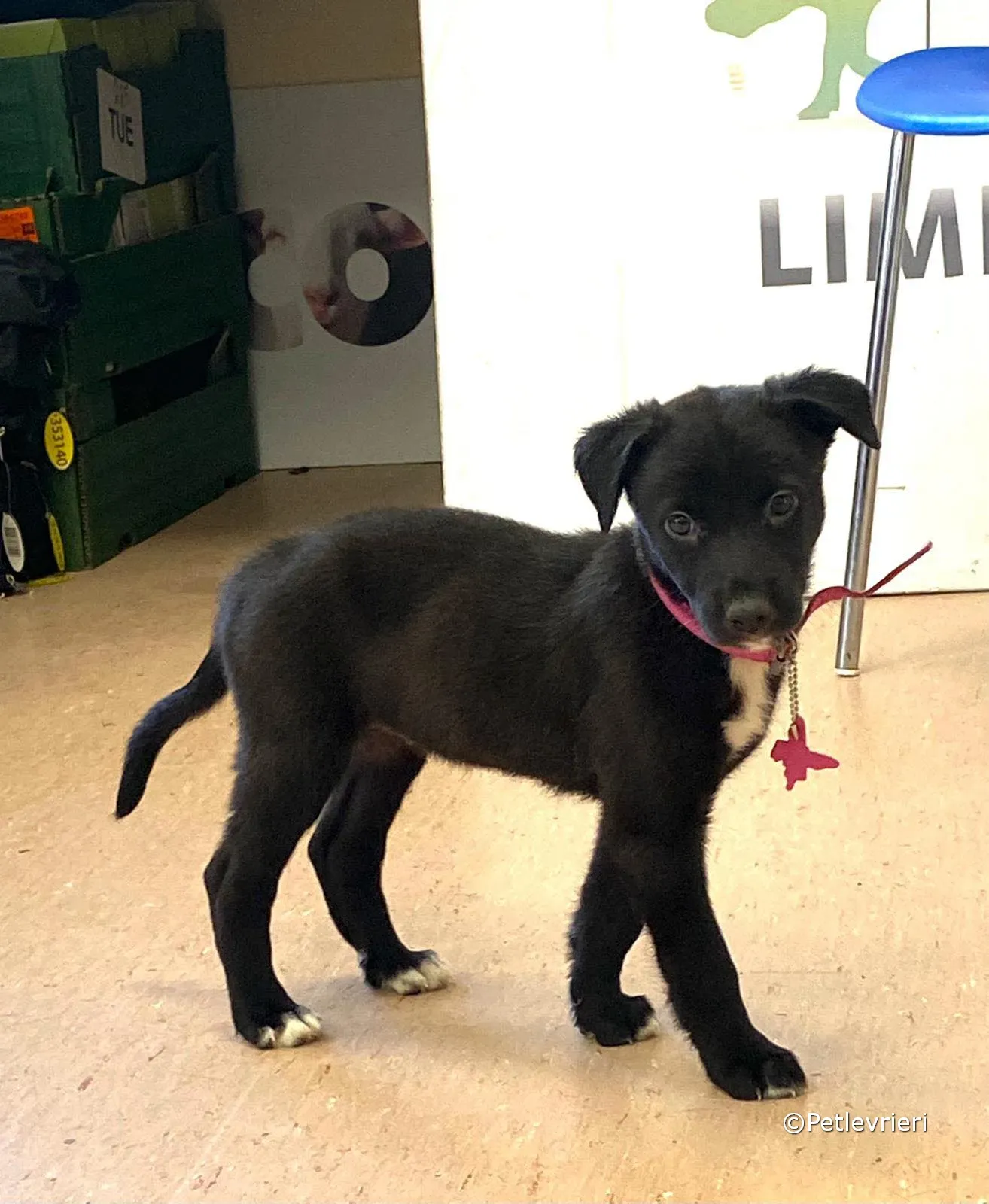 kylie adozione greyhound petlevrieri 02