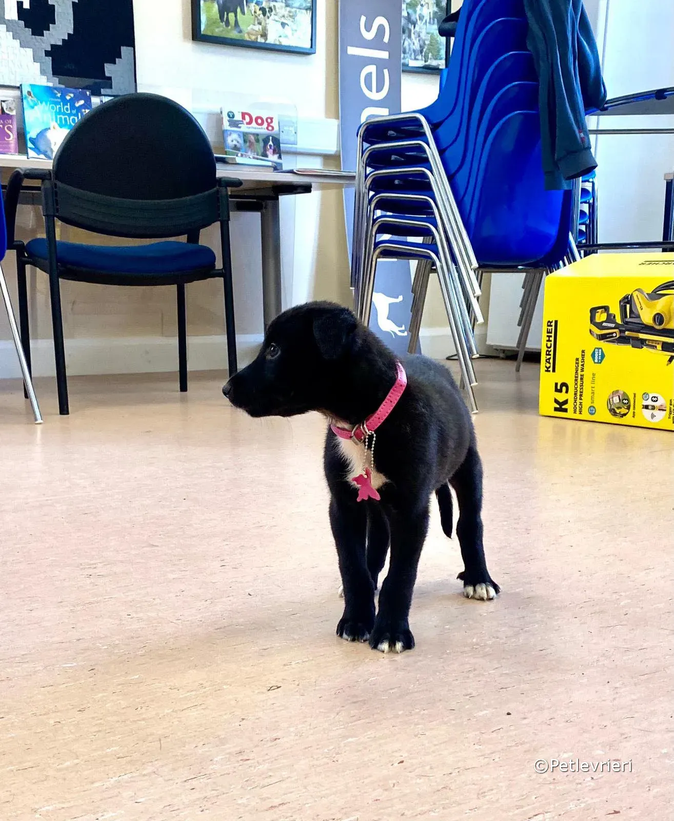 kylie adozione greyhound petlevrieri 03