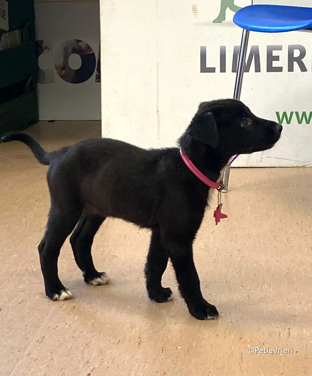 kylie adozione greyhound petlevrieri 04