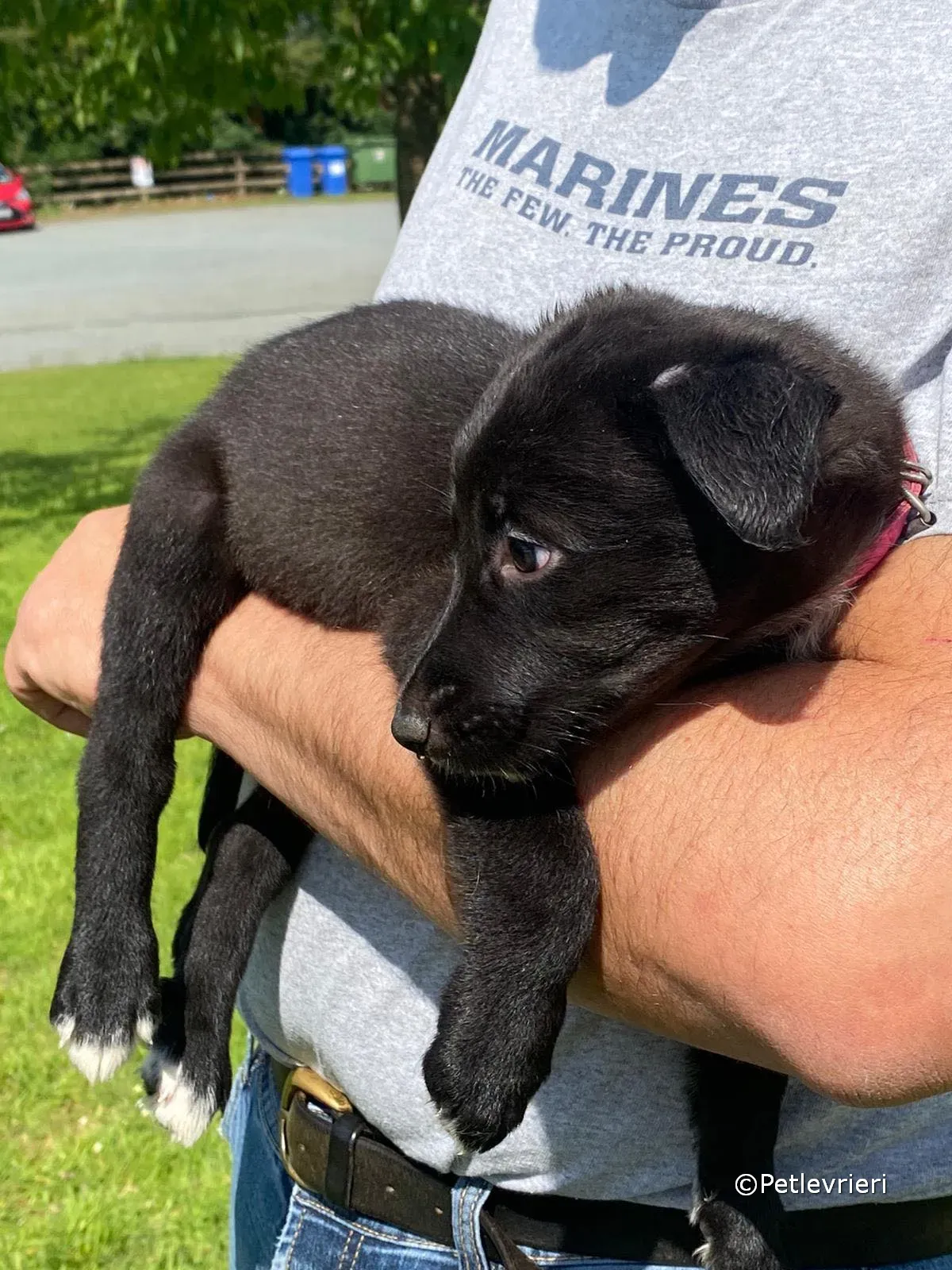 kylie adozione greyhound petlevrieri 05