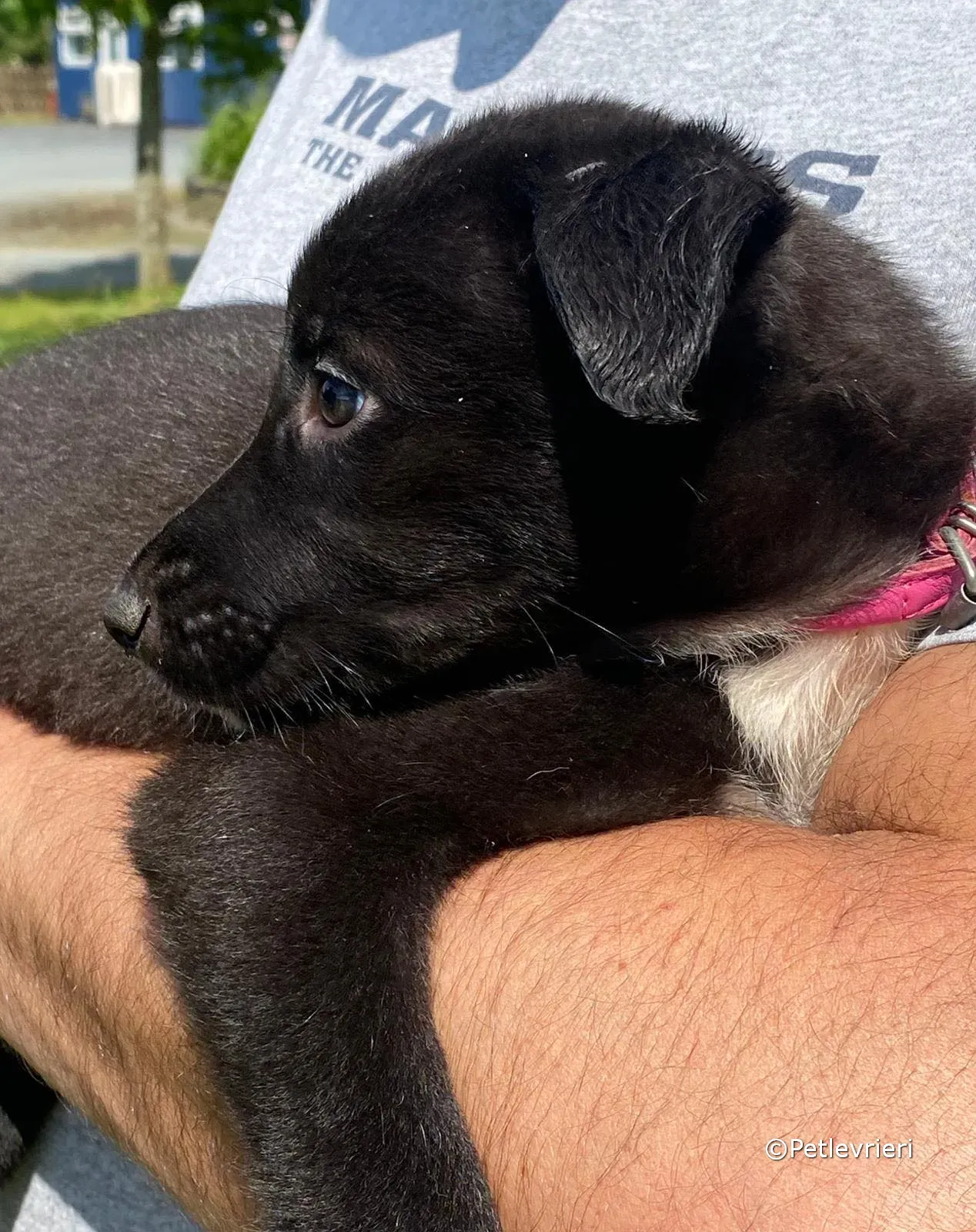 kylie adozione greyhound petlevrieri 06