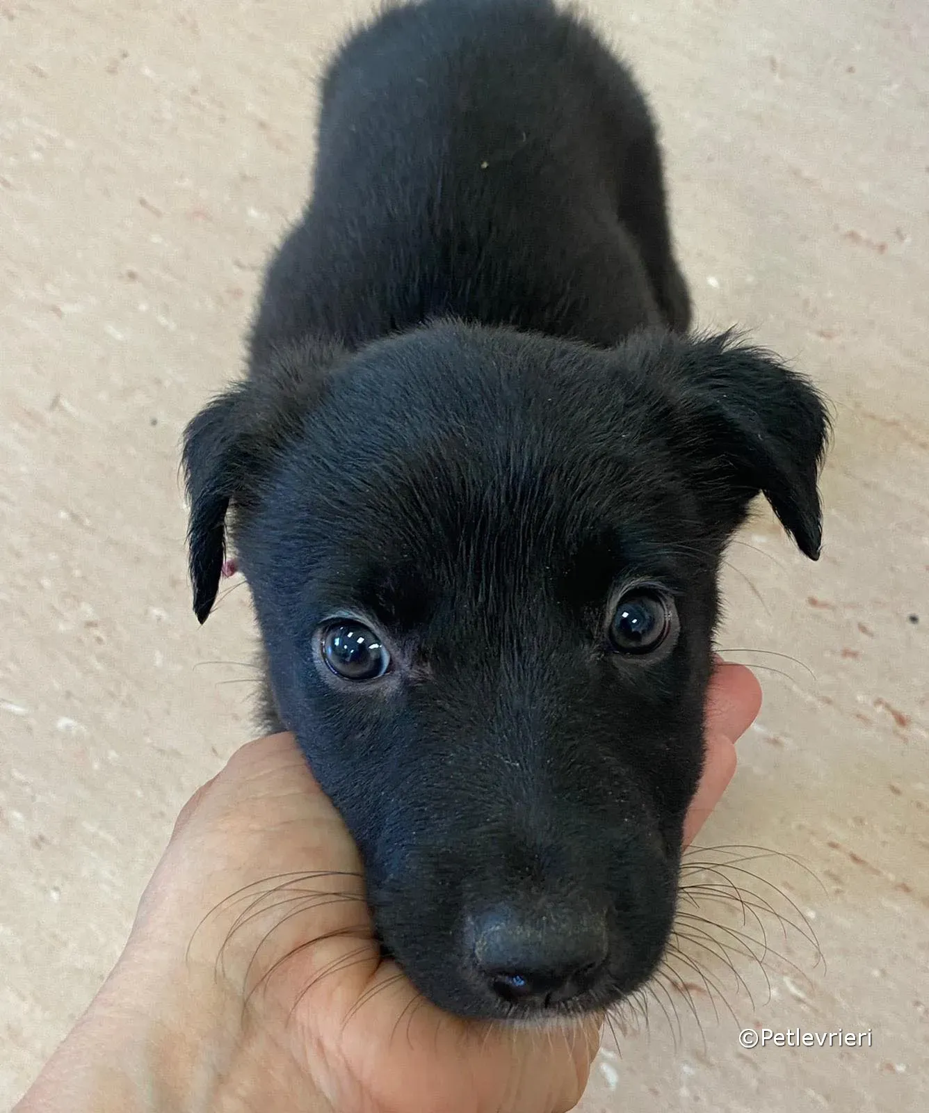 kylie adozione greyhound petlevrieri 07