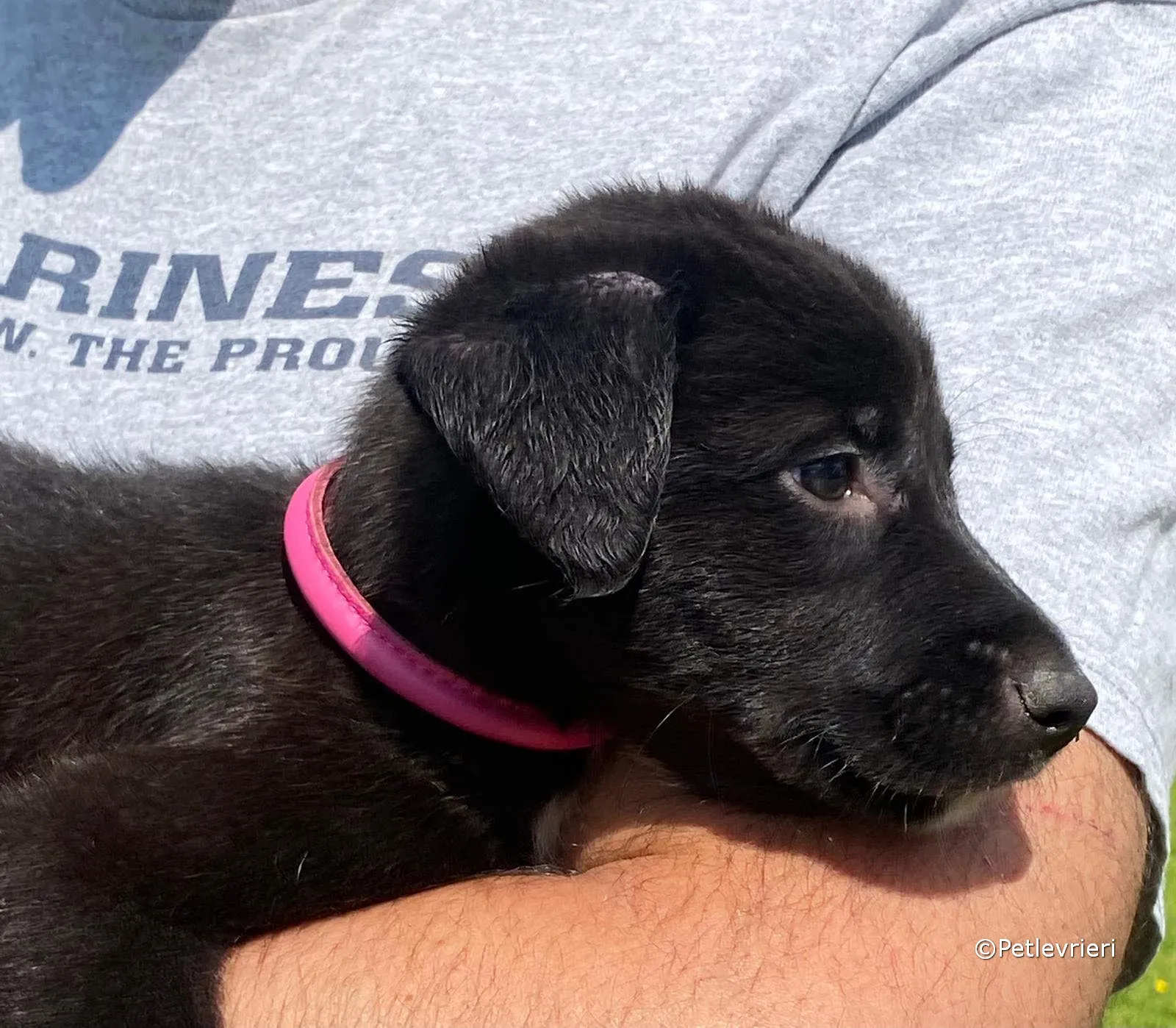 kylie adozione greyhound petlevrieri 08