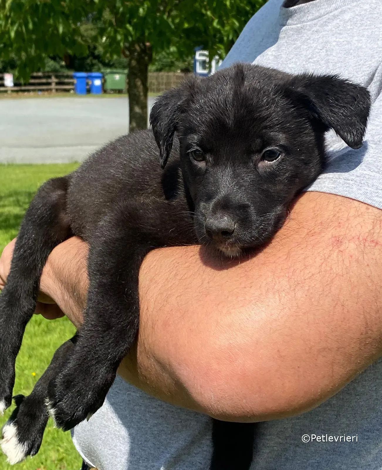 kylie adozione greyhound petlevrieri 09