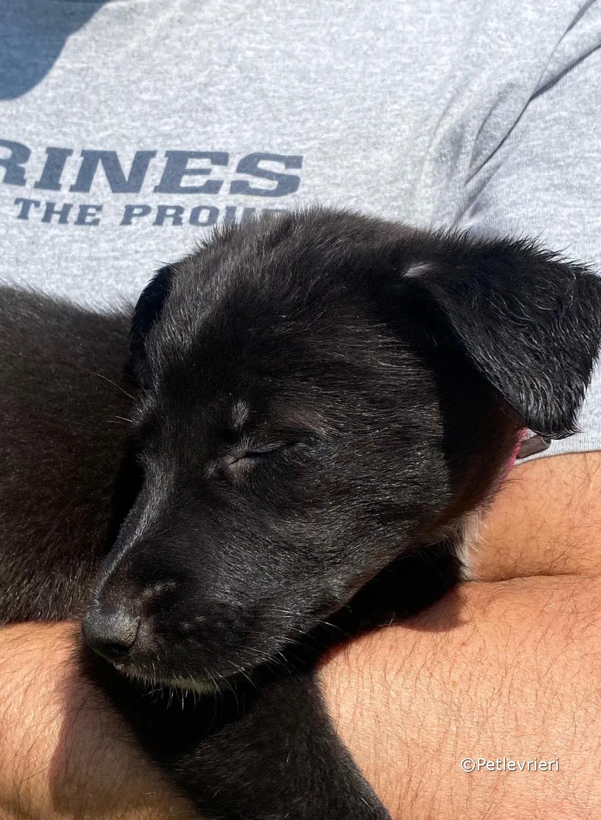 kylie adozione greyhound petlevrieri 10