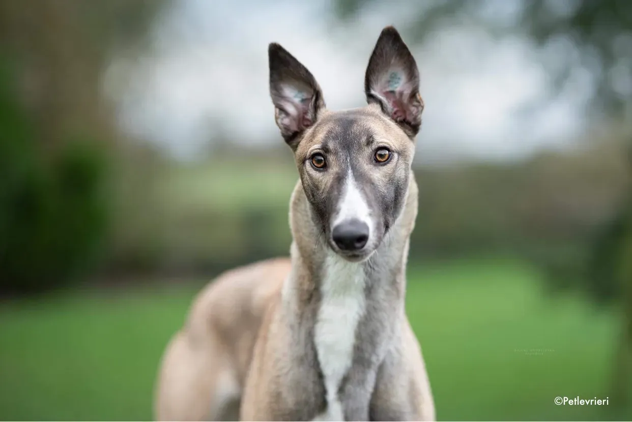 kylie adozione levrieri greyhound 1 2