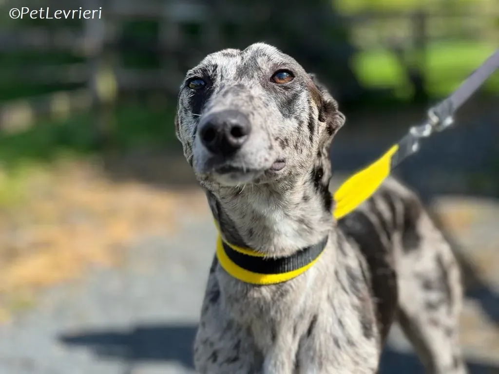 kylie adozione levrieri greyhound 1