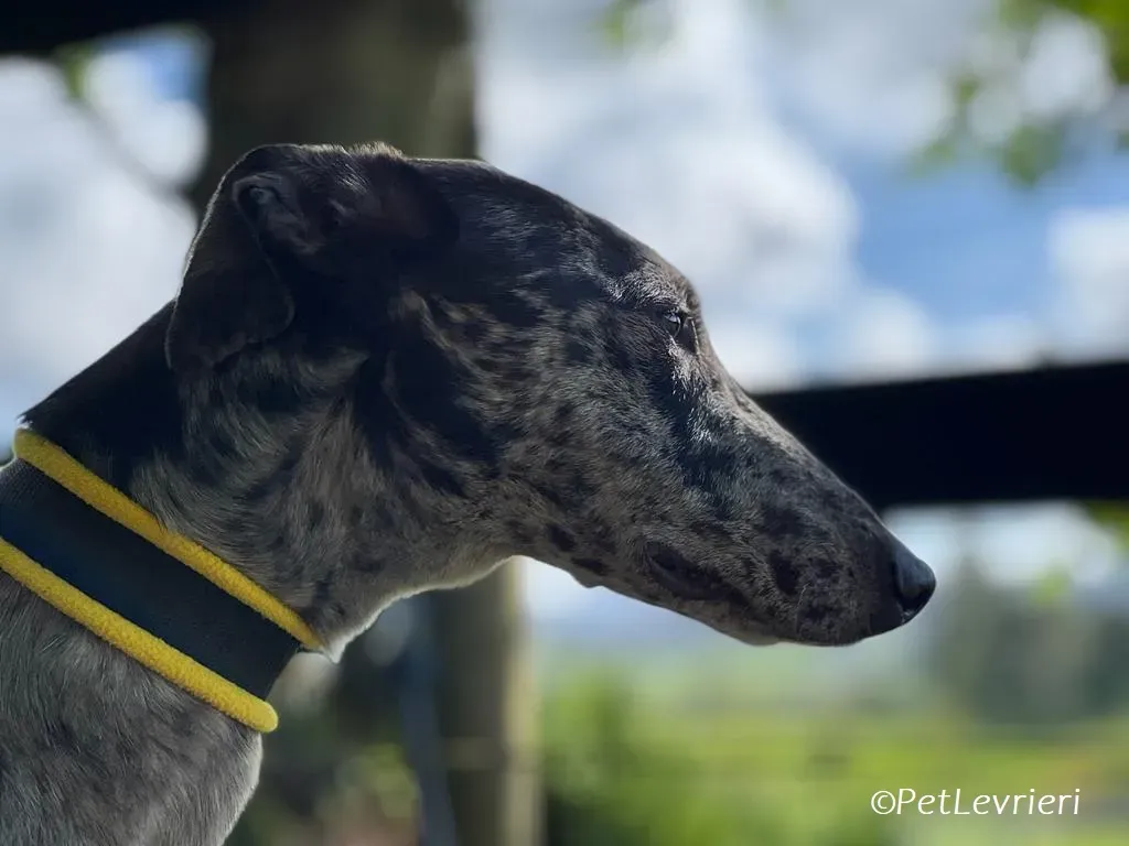 kylie adozione levrieri greyhound 10