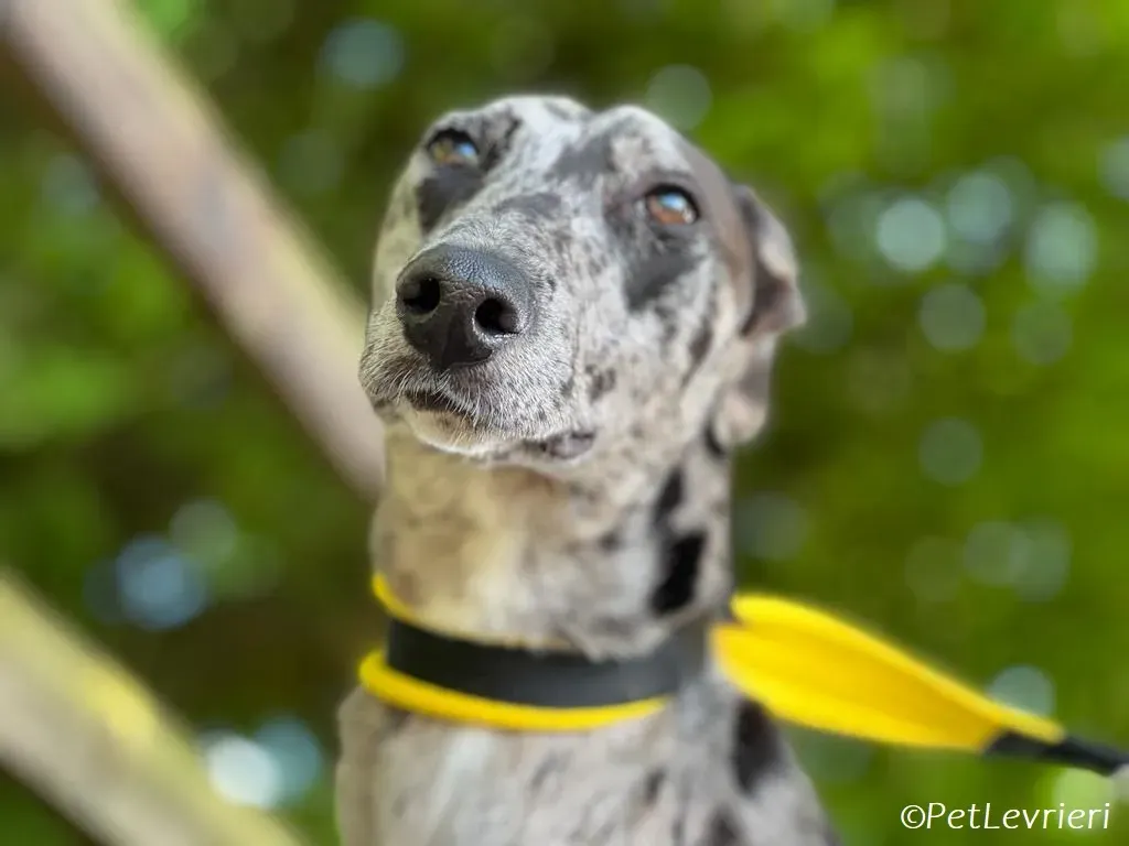 kylie adozione levrieri greyhound 11