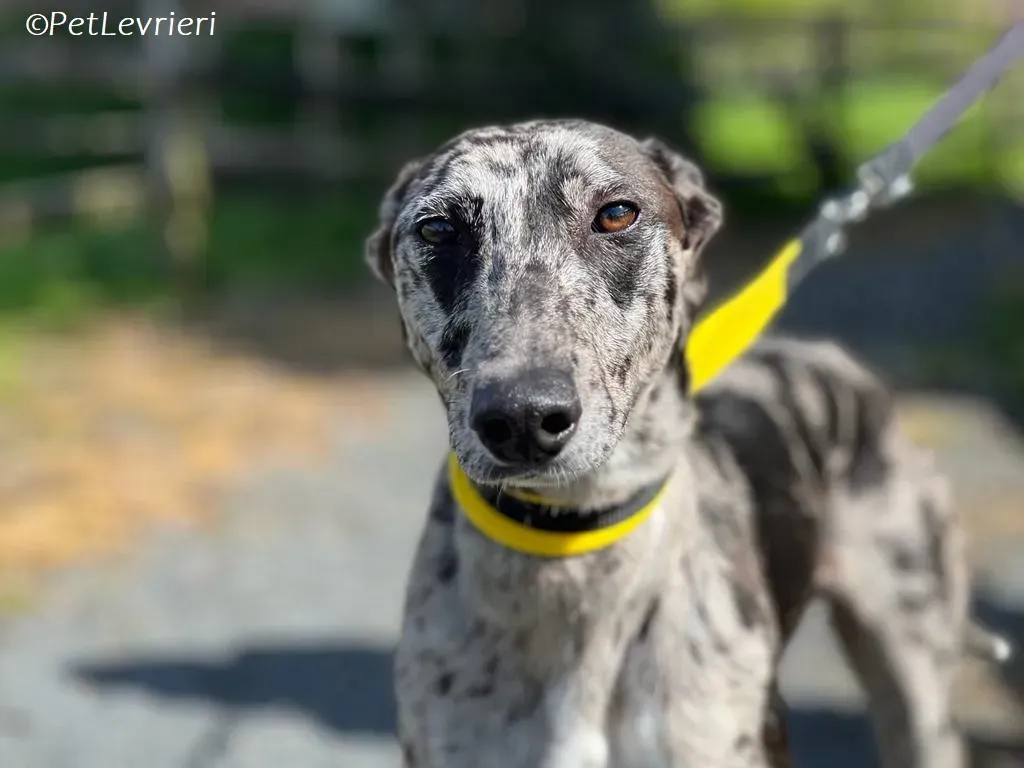 kylie adozione levrieri greyhound 12