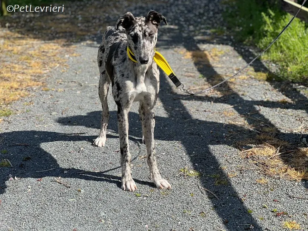 kylie adozione levrieri greyhound 5