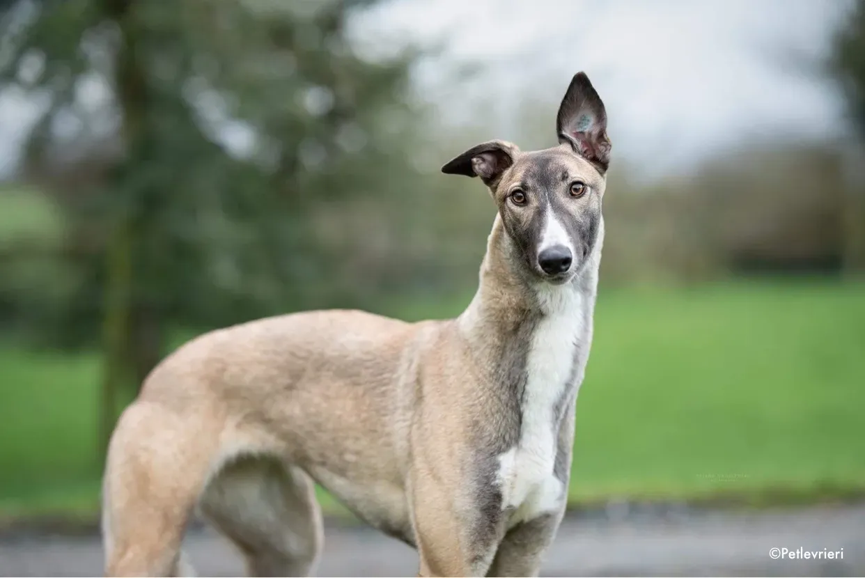 kylie adozione levrieri greyhound 2 1