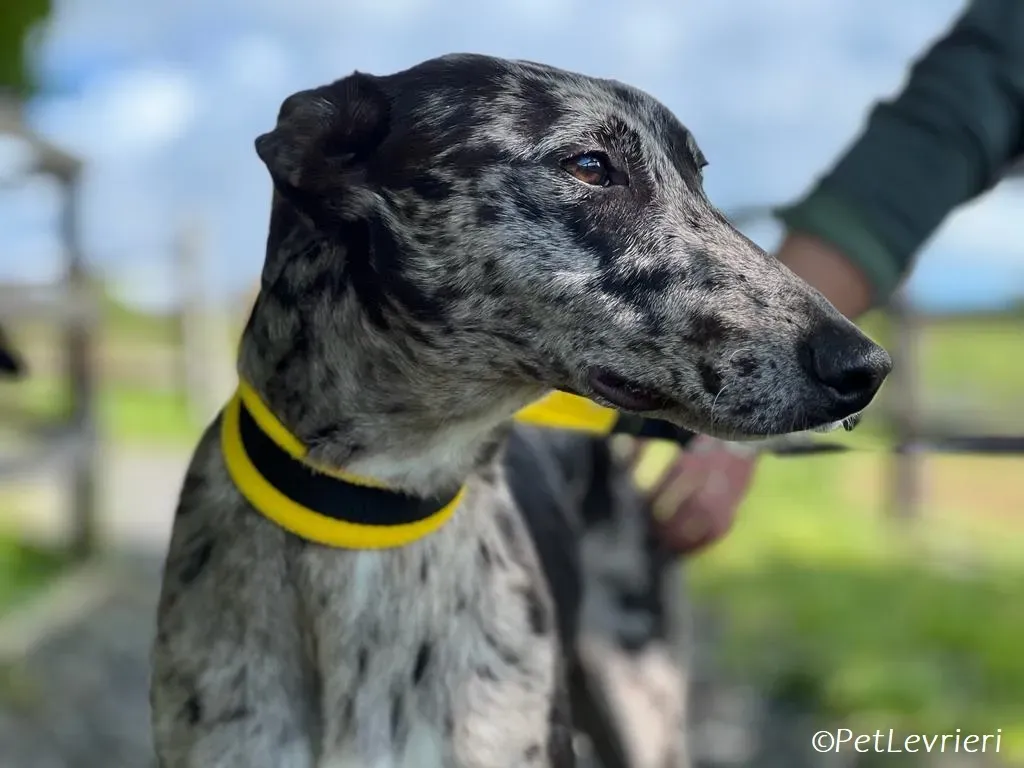 kylie adozione levrieri greyhound 2