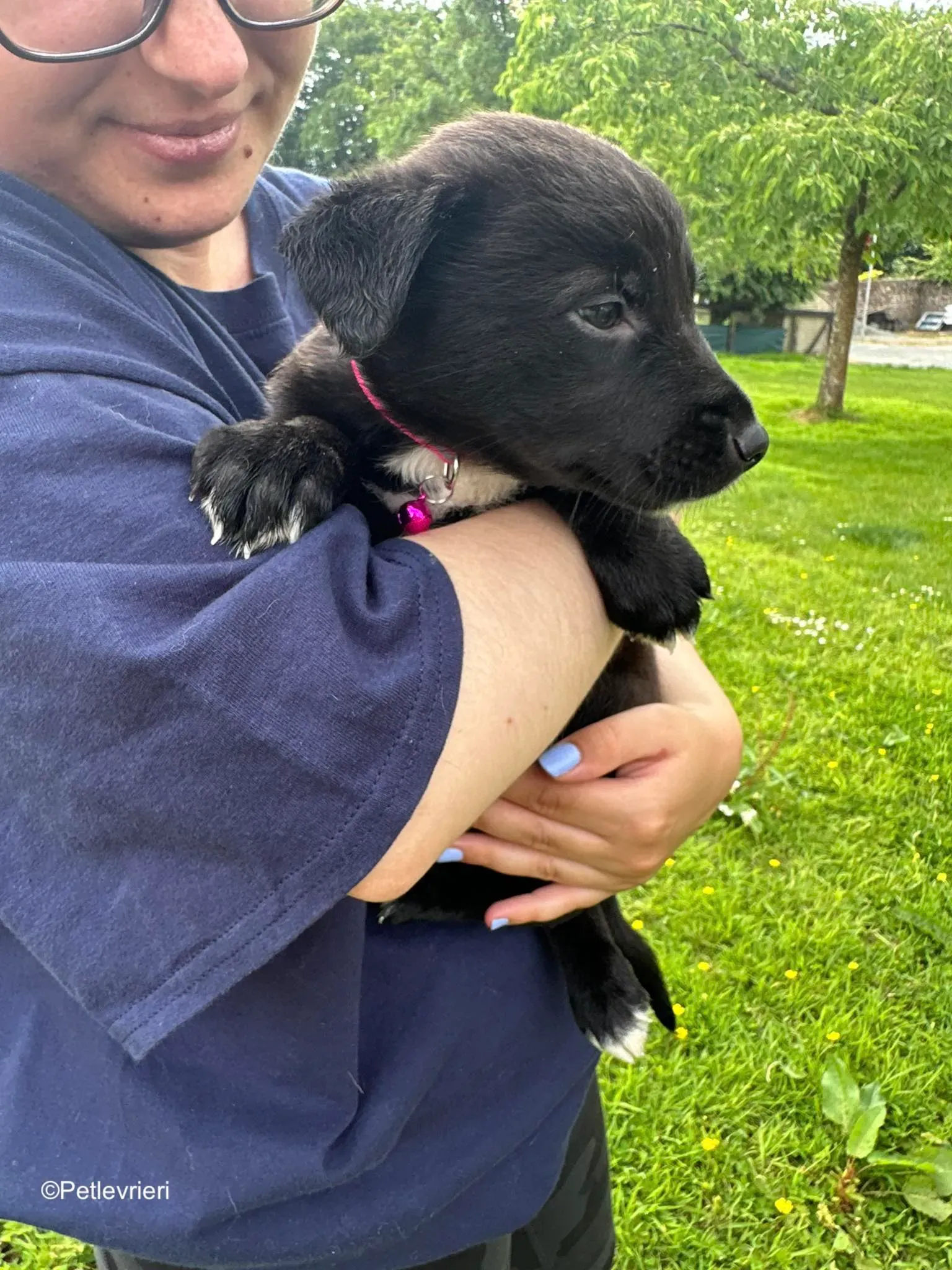 kylie adozione levrieri greyhound 4