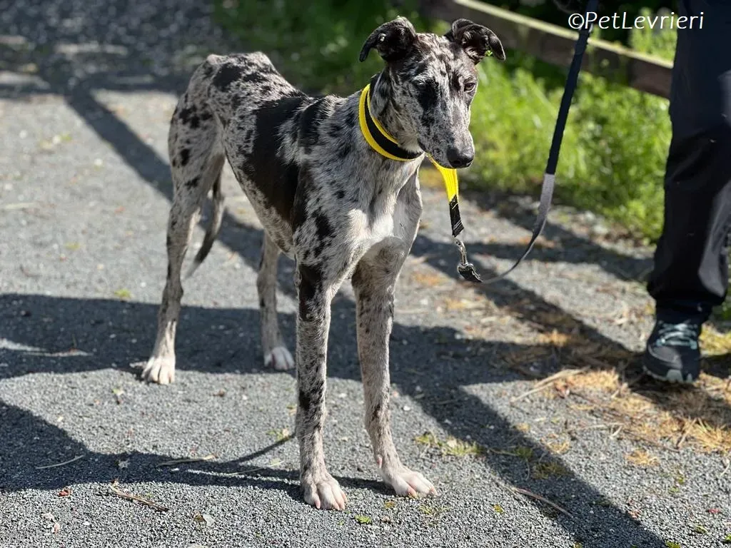 kylie adozione levrieri greyhound 3