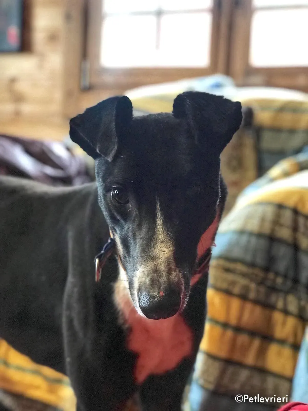 lacoste adozione levrieri greyhound