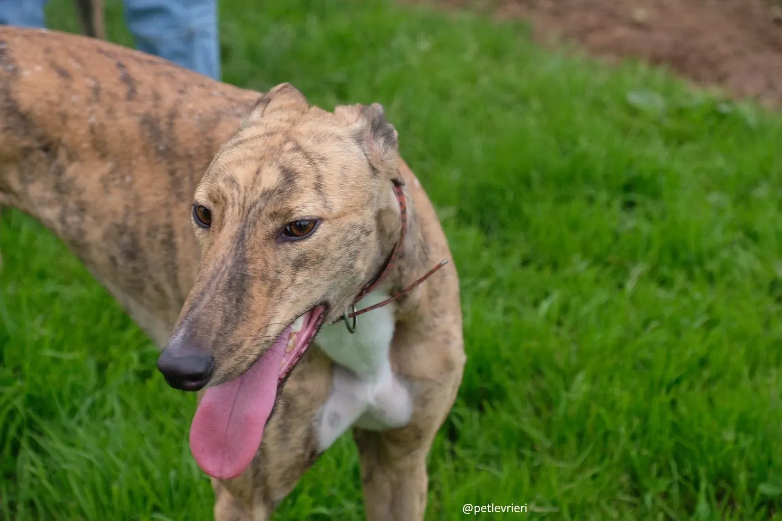 lady adozione greyhound 1