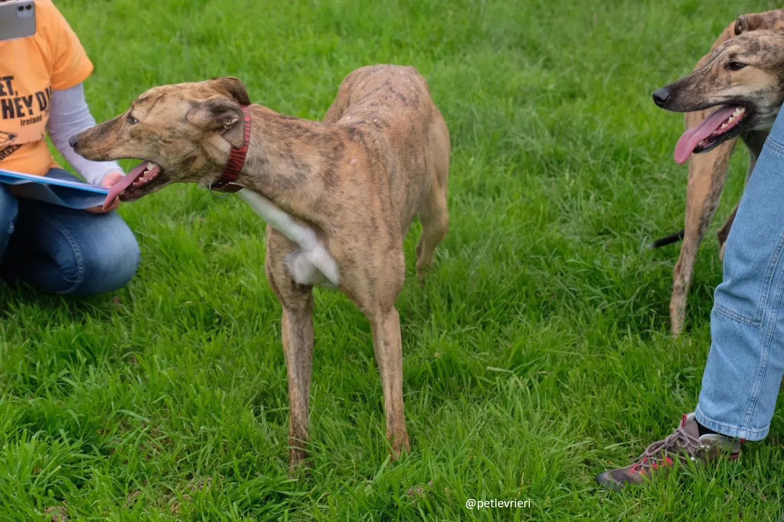 lady adozione greyhound 2