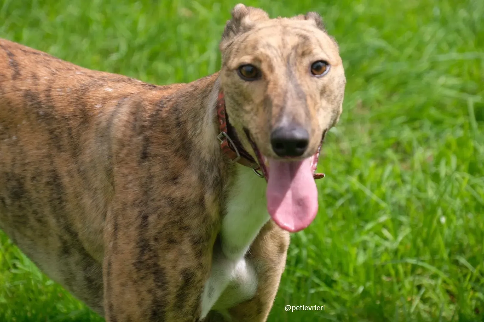 lady adozione greyhound 3