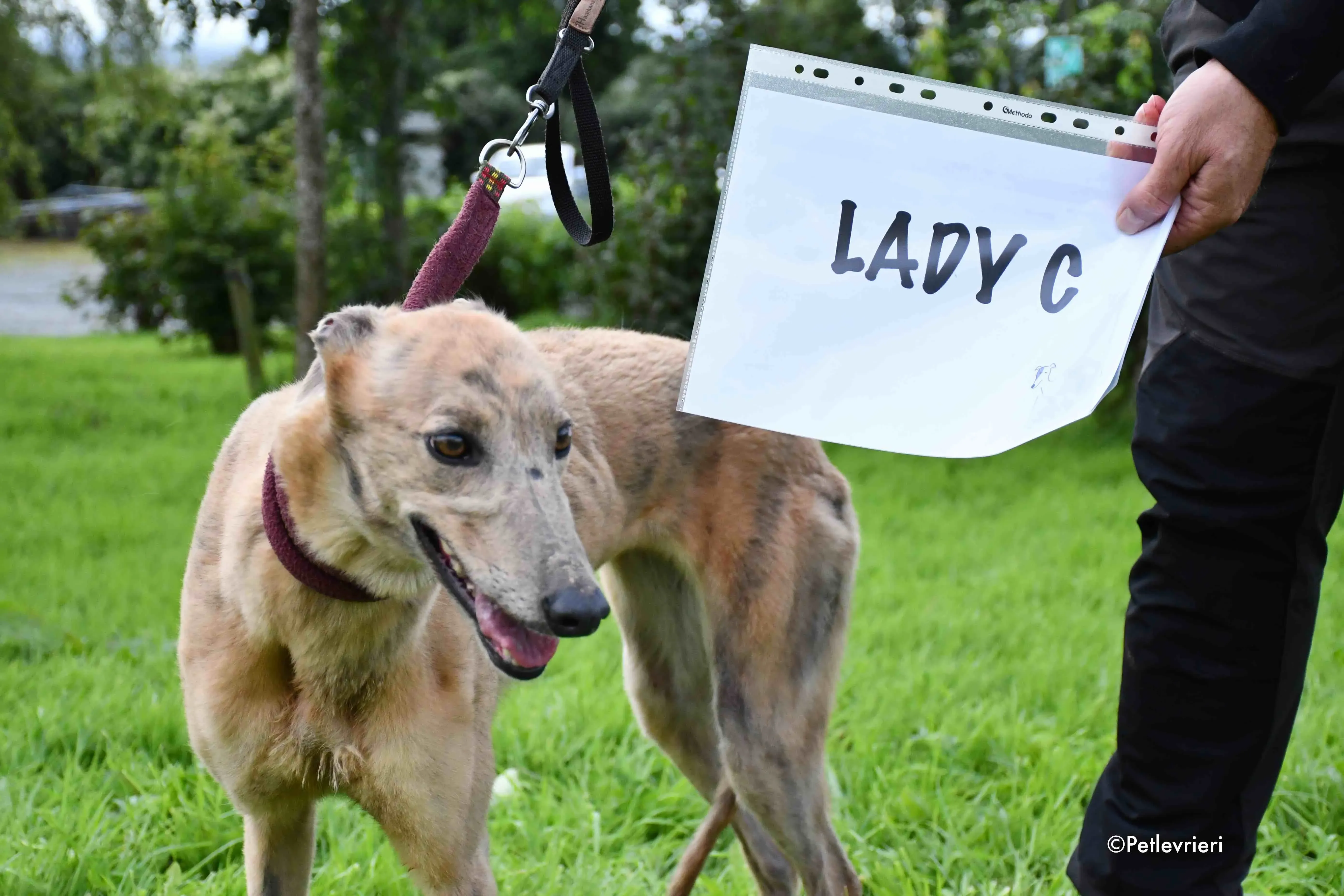 lady c adozione levrieri greyhound 1