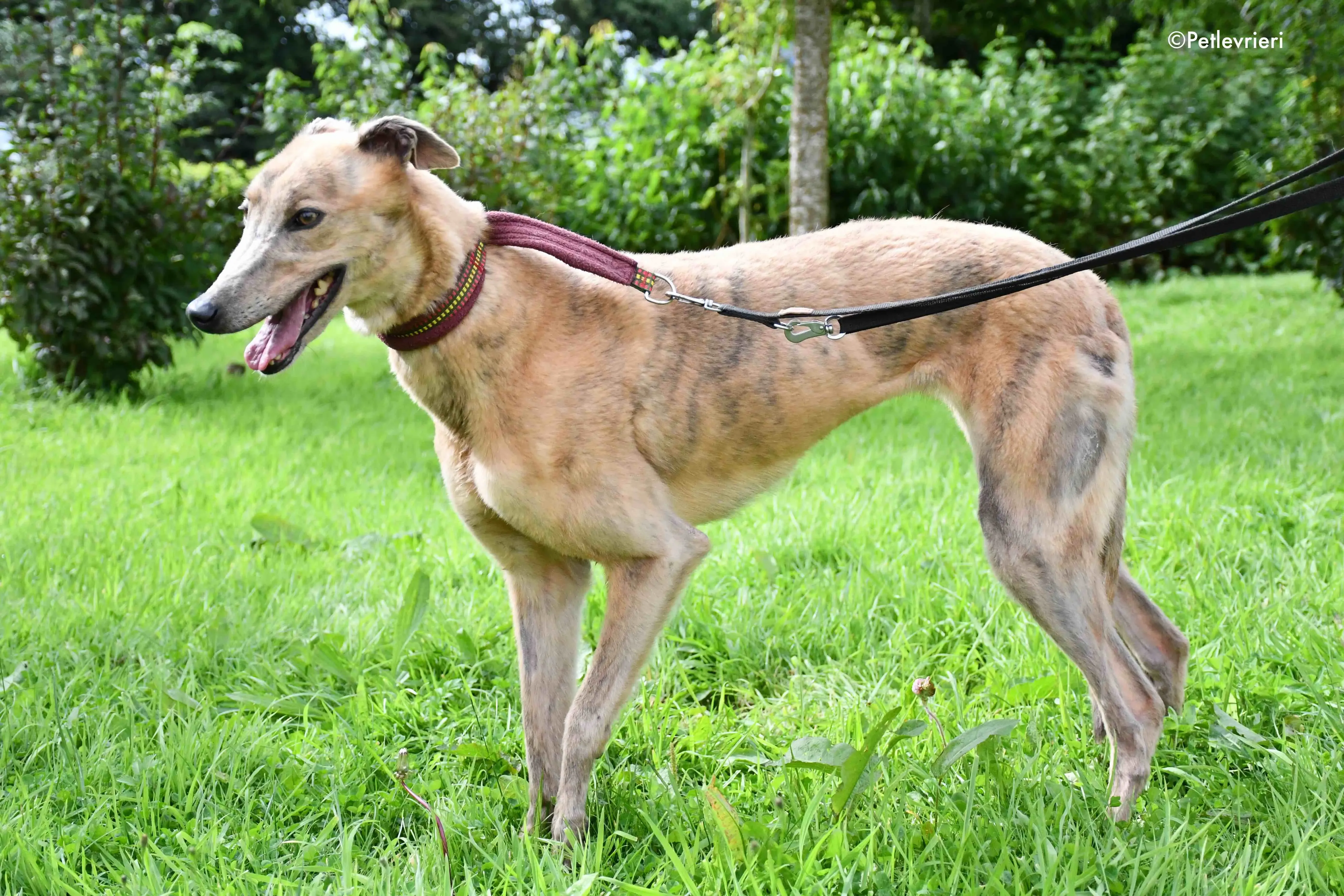 lady c adozione levrieri greyhound 10