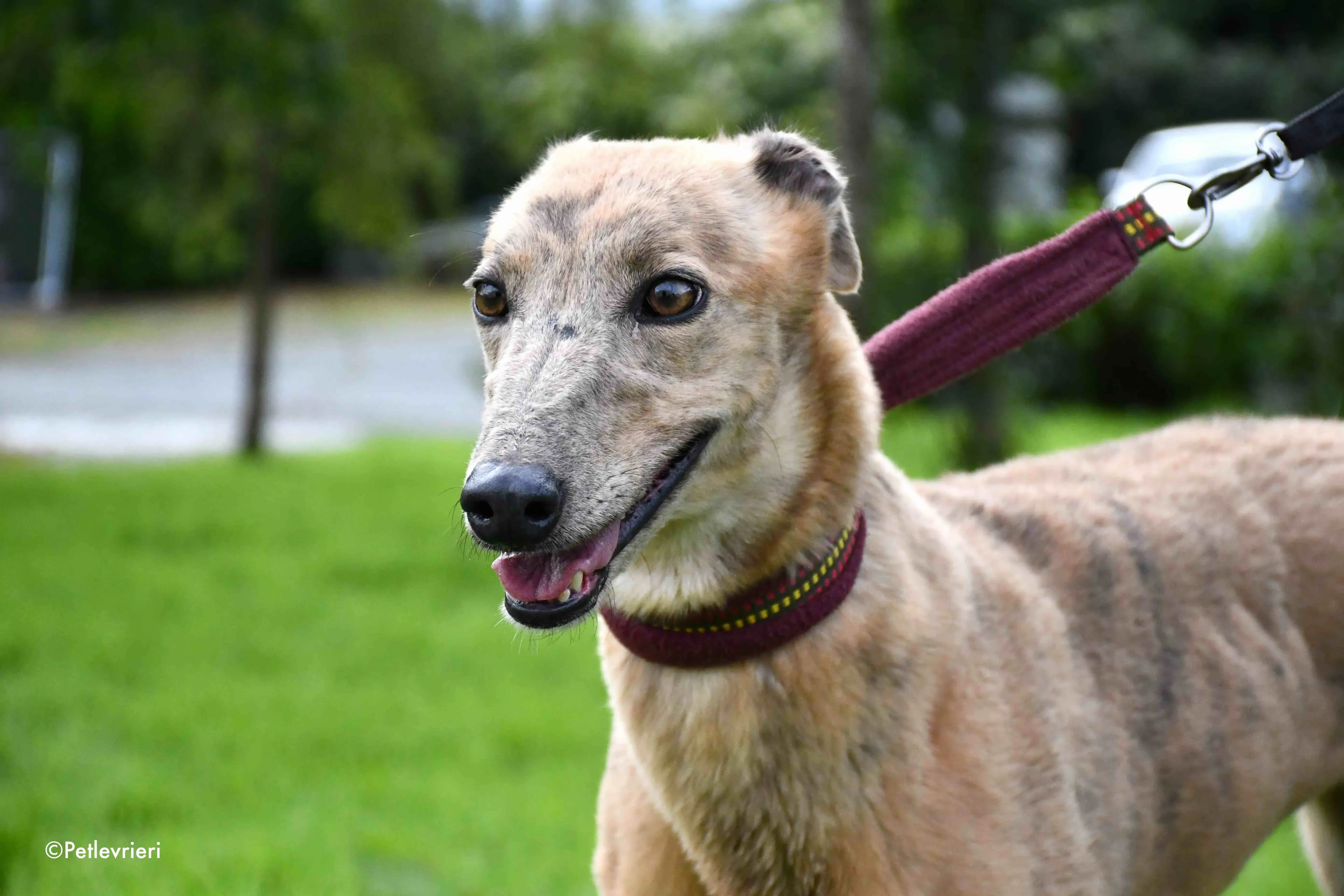 lady c adozione levrieri greyhound 2