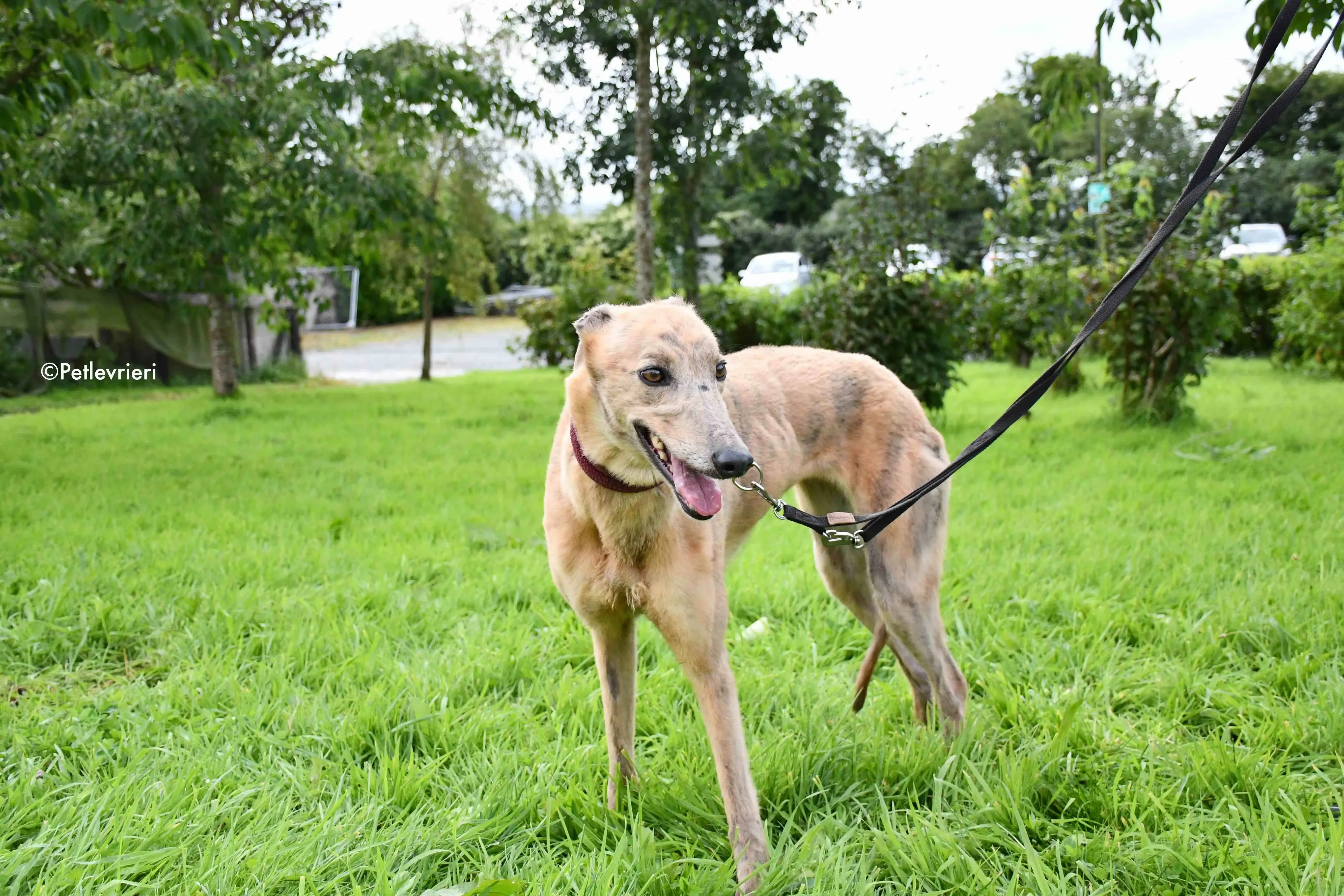 lady c adozione levrieri greyhound 3