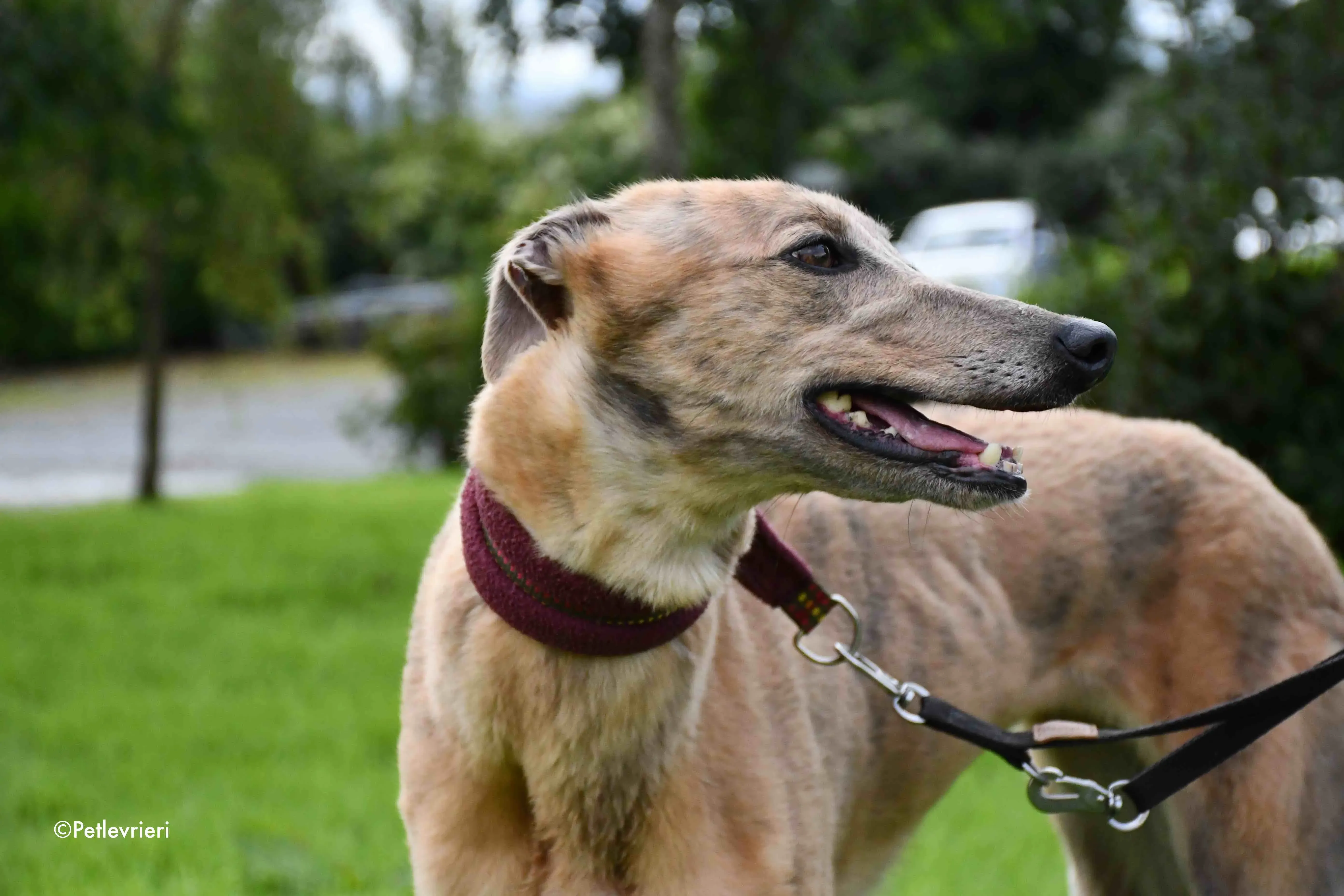 lady c adozione levrieri greyhound 4