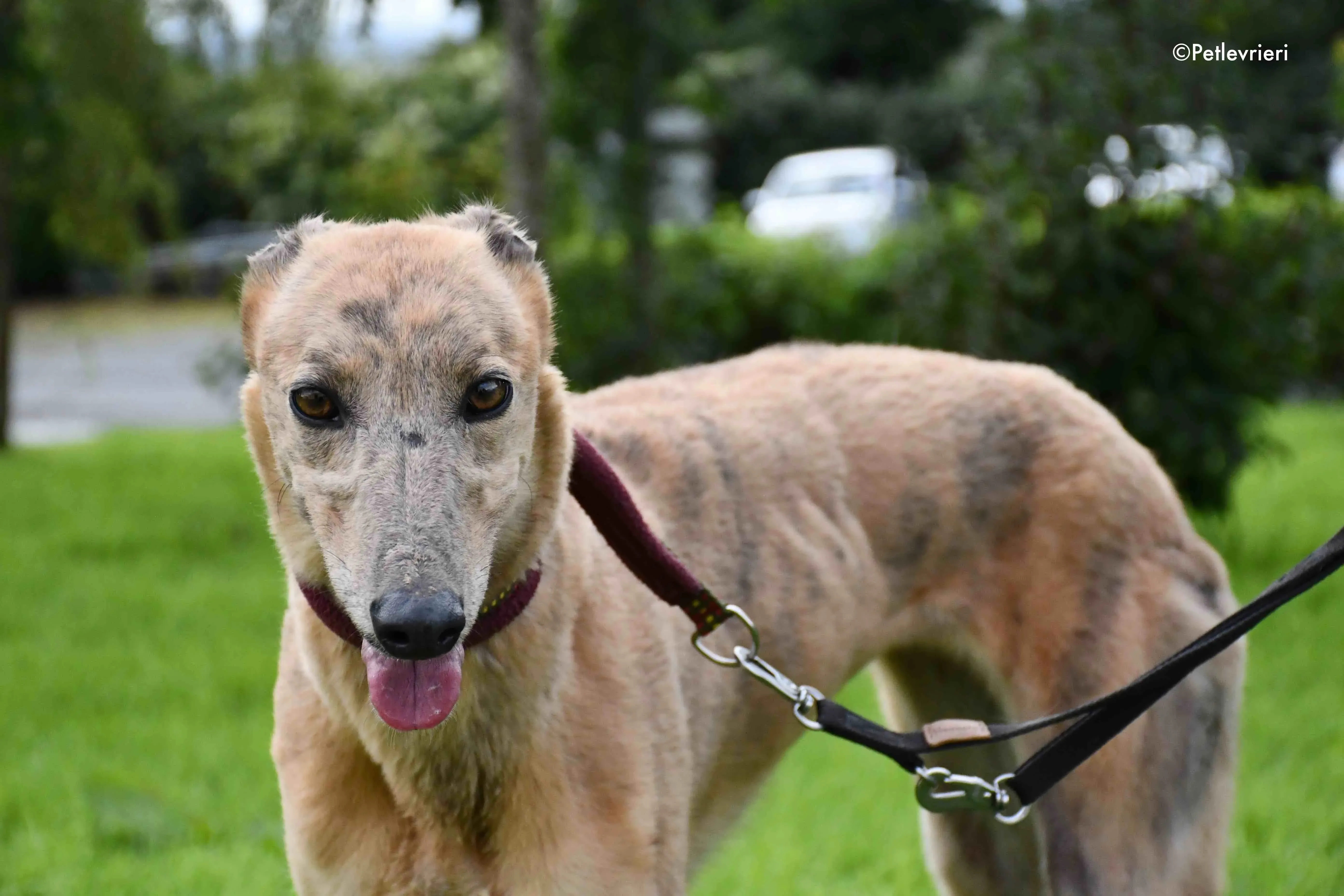 lady c adozione levrieri greyhound 5