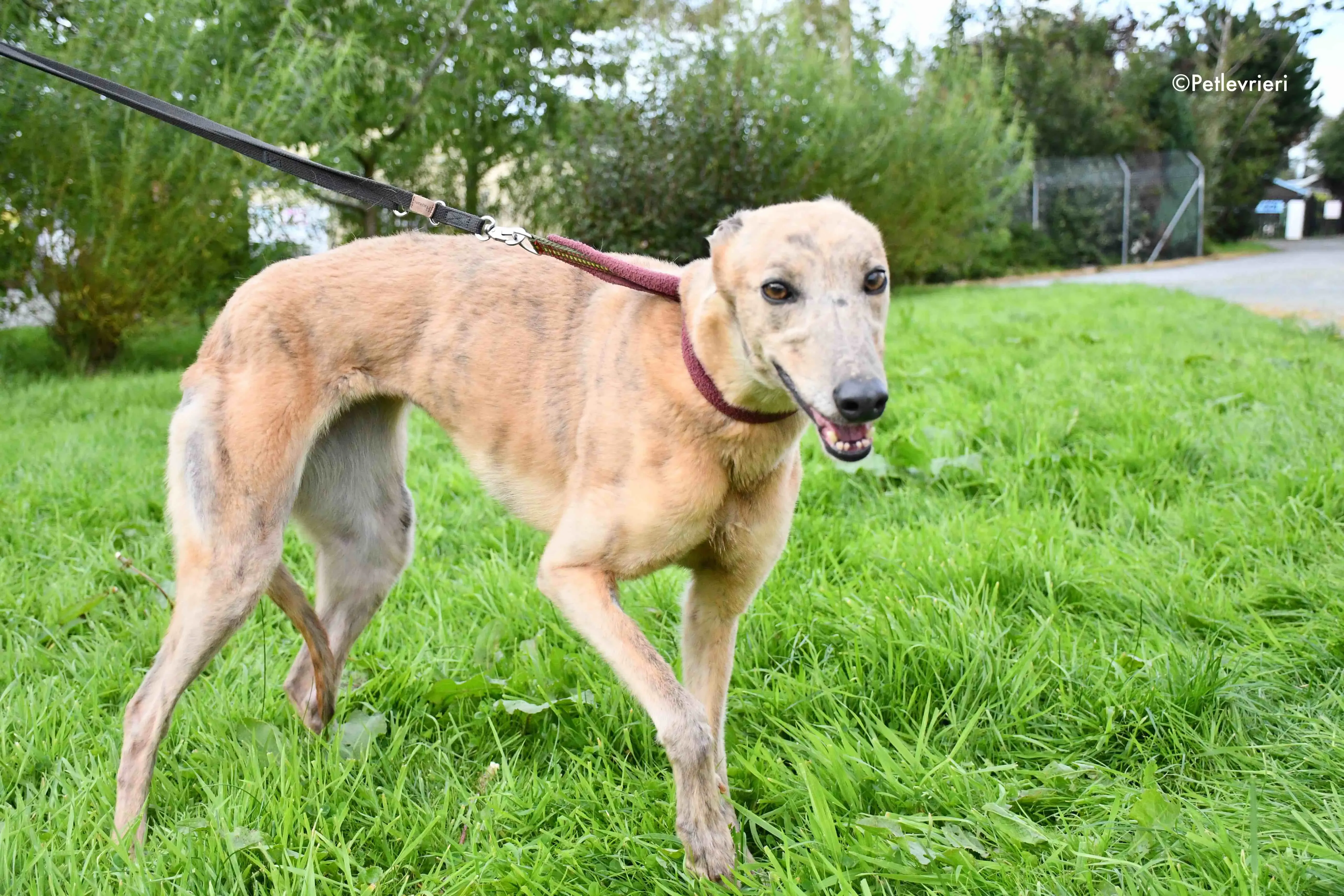 lady c adozione levrieri greyhound 6