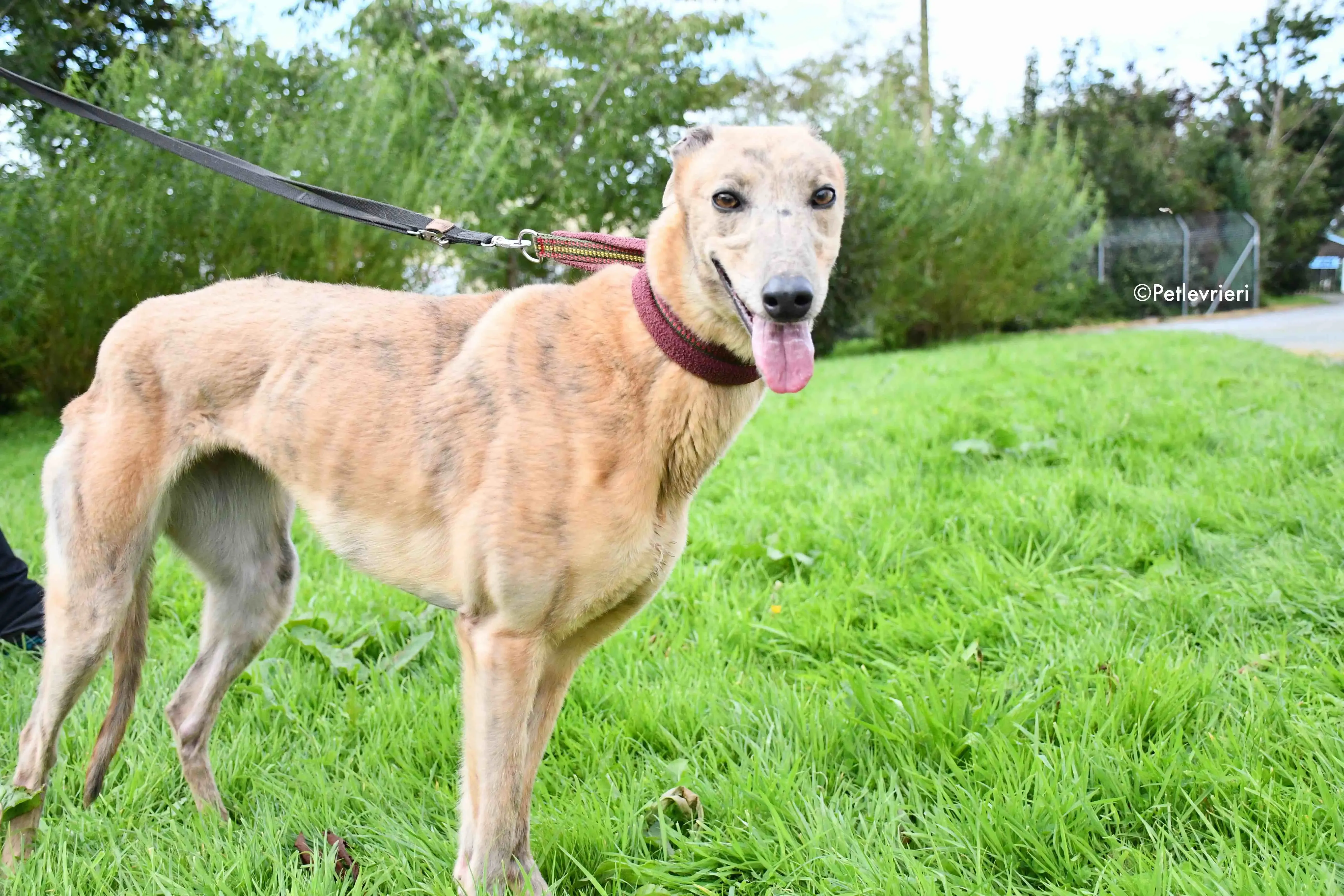 lady c adozione levrieri greyhound 7