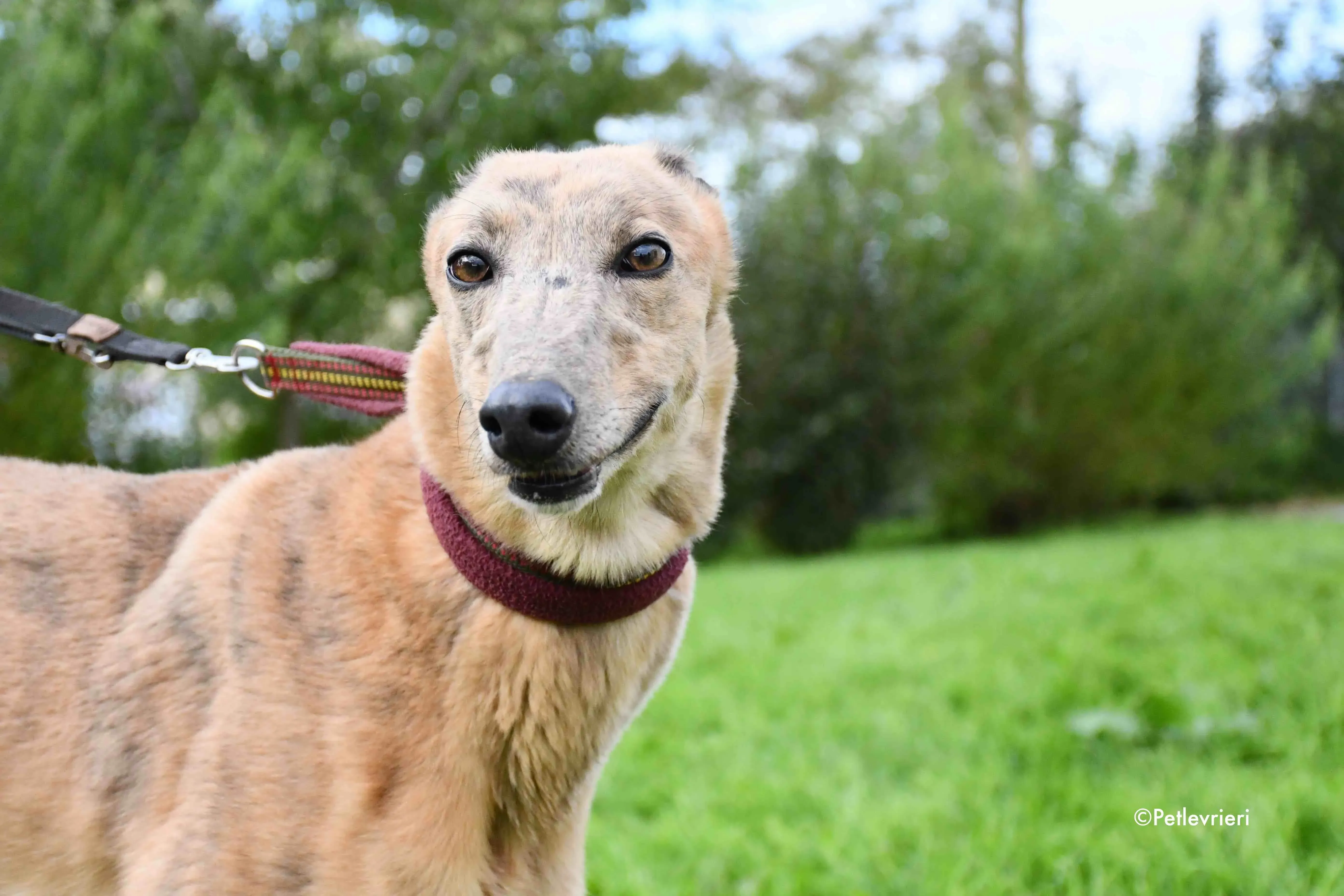 lady c adozione levrieri greyhound 8